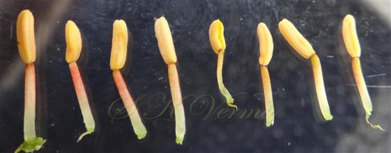  Stamens